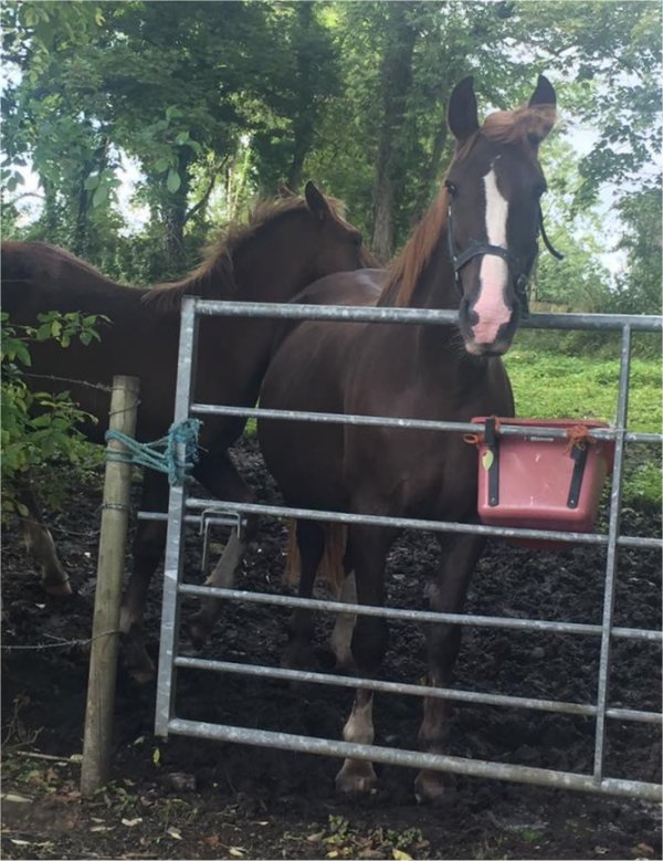 Horses on the Casey Farm in Mohill